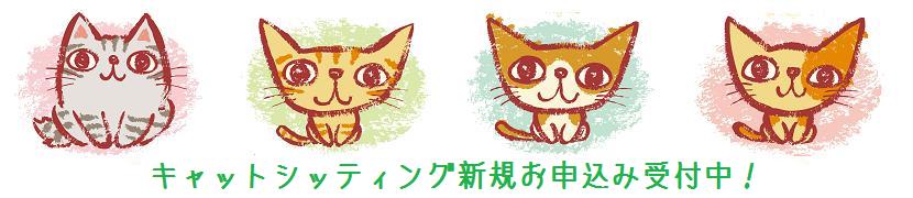 横浜の猫専門ペットシッター